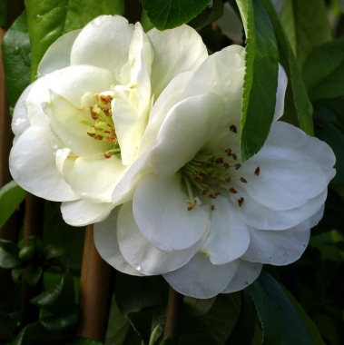 Pigwowiec okazały (Chaenomeles speciosa) 